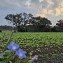 외도지석묘 2호 이미지