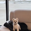 복땡이랑똘이랑
