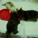 엉클장동물병원 이미지