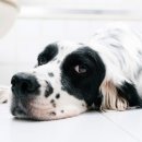 용산동물의료센터 이미지