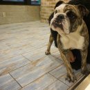 아가펫 | 일산/웨스턴돔에 위치한 애견카페 아가펫에 다녀왔어요~ㅎ.ㅎ