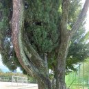 고목초등학교 이미지