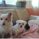 사랑과믿음유치원 이미지