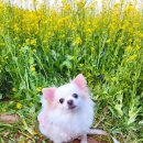 강아지와 봄밤의 구리 유채꽃 한강예술제