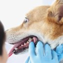 안양동물병원 이미지