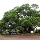 성읍리-5 이미지