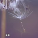 꽃씨처럼 / 배창환 시 이미지