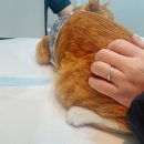24시연동물의료센터 네이버블로그