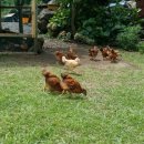 로그밸리 이미지