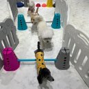 멍마르뜨 이미지