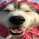 도날드 도그(Dog) 이미지