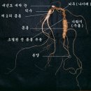 인삼,장뇌산삼,산양산삼,자연산삼 씨앗의비교 이미지