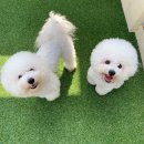 슈라즈하우스 이미지