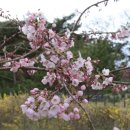 팔영산야영장 이미지