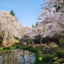 CU 거제수양점 | 경주(감포) 일정 총정리 | 벚꽃 여행이 된 경주 살기