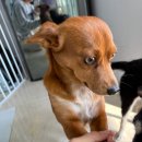 Y24 | 테무깡 강아지옷 올인원 패딩 후기