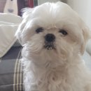 대등축산 이미지