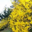 그래도 꽃 이미지