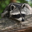 가이드존 스크린 골프 이미지