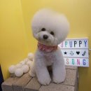 순심이 애견미용 이미지