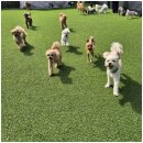 위드온 반려견 교육센터 이미지