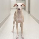 활기찬동물병원 | 성장기 골절 부작용, '팔꿈치 탈구', 척골 절골술(DUO)로 회복, 길음미아동물병원, N동물의료센터 강북점