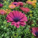 원예심리치료전문가과정 이미지