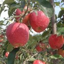 박종필농장 이미지