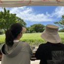 조천읍 와흘메밀마을 이미지