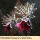 동강의 향기 이미지