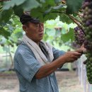 대가포도농원 이미지