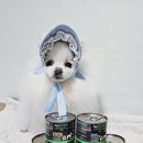 퓨어도그(Pure dog) 이미지