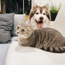 튼튼펫샵 | 반려동물 식습관 교정에 도움 주는 소형 입자 사료 추천 모음, 어디서 찾을까?