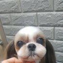 왈왈그루밍 이미지