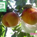 맥반골농원 이미지