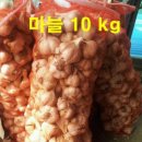 싱싱마늘