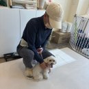 여니네 펫공방 이미지