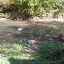 허니퍼니 이미지