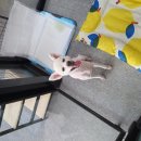 the 굿 dog 이미지