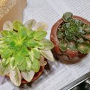 칠리농장 이미지