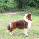 골든베릴셀티 이미지