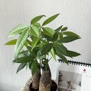 파키라 | [초보 식물 추천] 식물 파키라 응애벌레 퇴치 후기 살리기 (+난이도, 물주기 햇빛, 겨울나기)