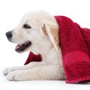 즐거운 강아지 이미지