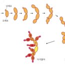 효모의 영양증식 이미지