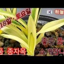 종자목 개체 판매 이미지