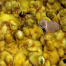 미운오리농장 이미지