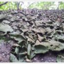 석이버섯 효능 석이버섯 (石耳--)(Gyrophora seculenta) 이미지