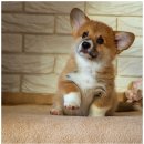 평촌동물병원 이미지