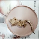 파우 동물병원 이미지