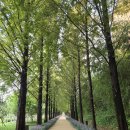 메타세쿼이어길 화장실 이미지